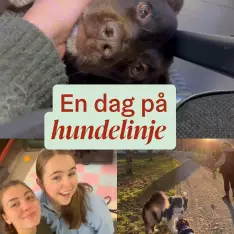 Bli med på hverdagen til @ayla.alexandra og Feliz ved @hundesport_hardanger 🐶🐕‍🦺#folkehøgskole #folkehøyskole #fhsliv...