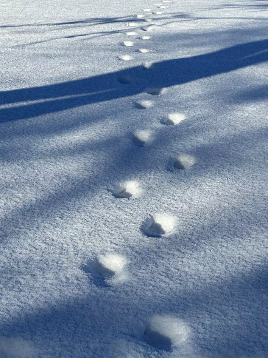 Spor i snøen, vinter på Manger folkehøgskule