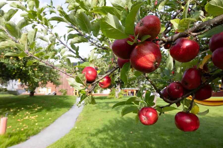 Internatene ligger fint plassert i skolens eplehage