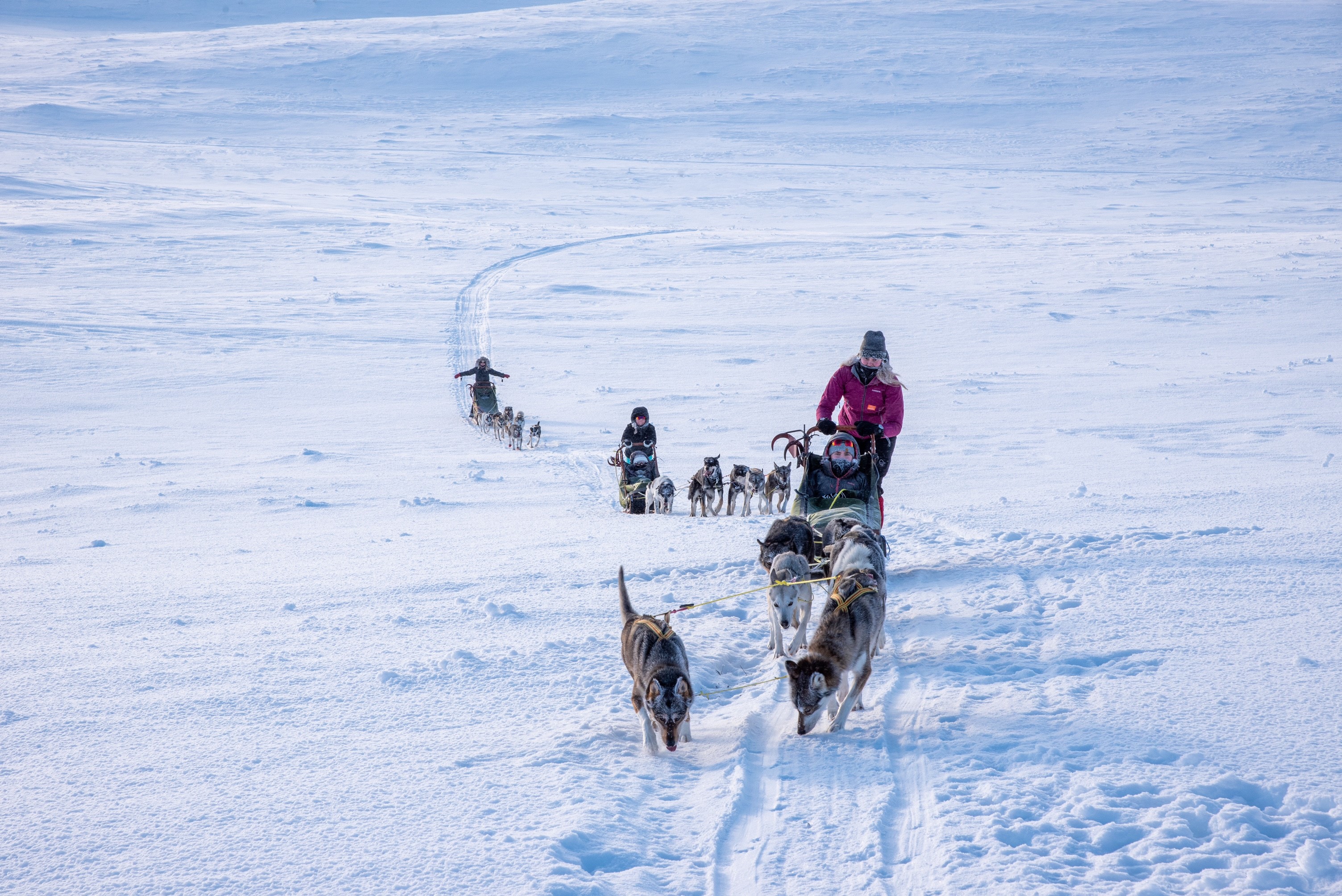 hundekjøring, hundespann, vinter, folkehøgskoleelever