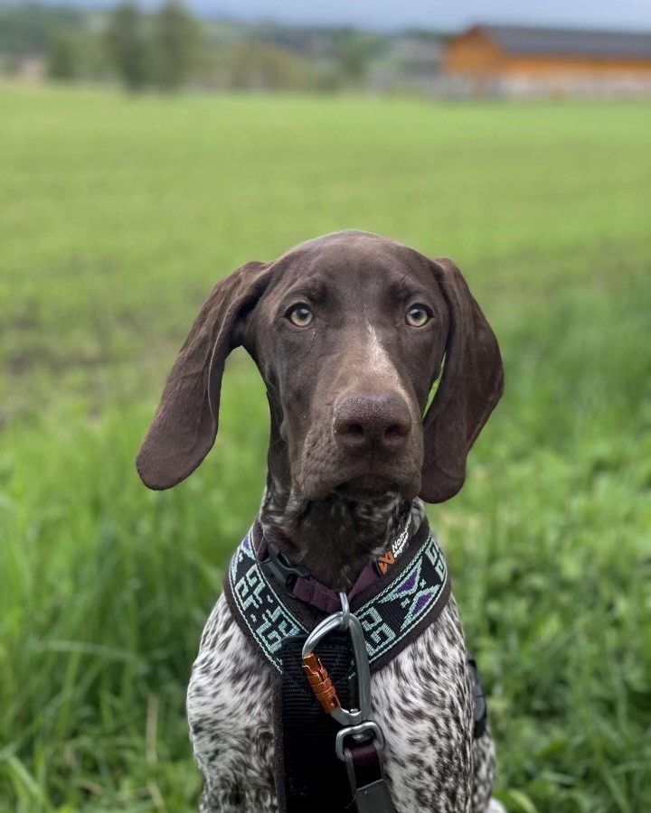 En hund med bånd ser inn i kamera.